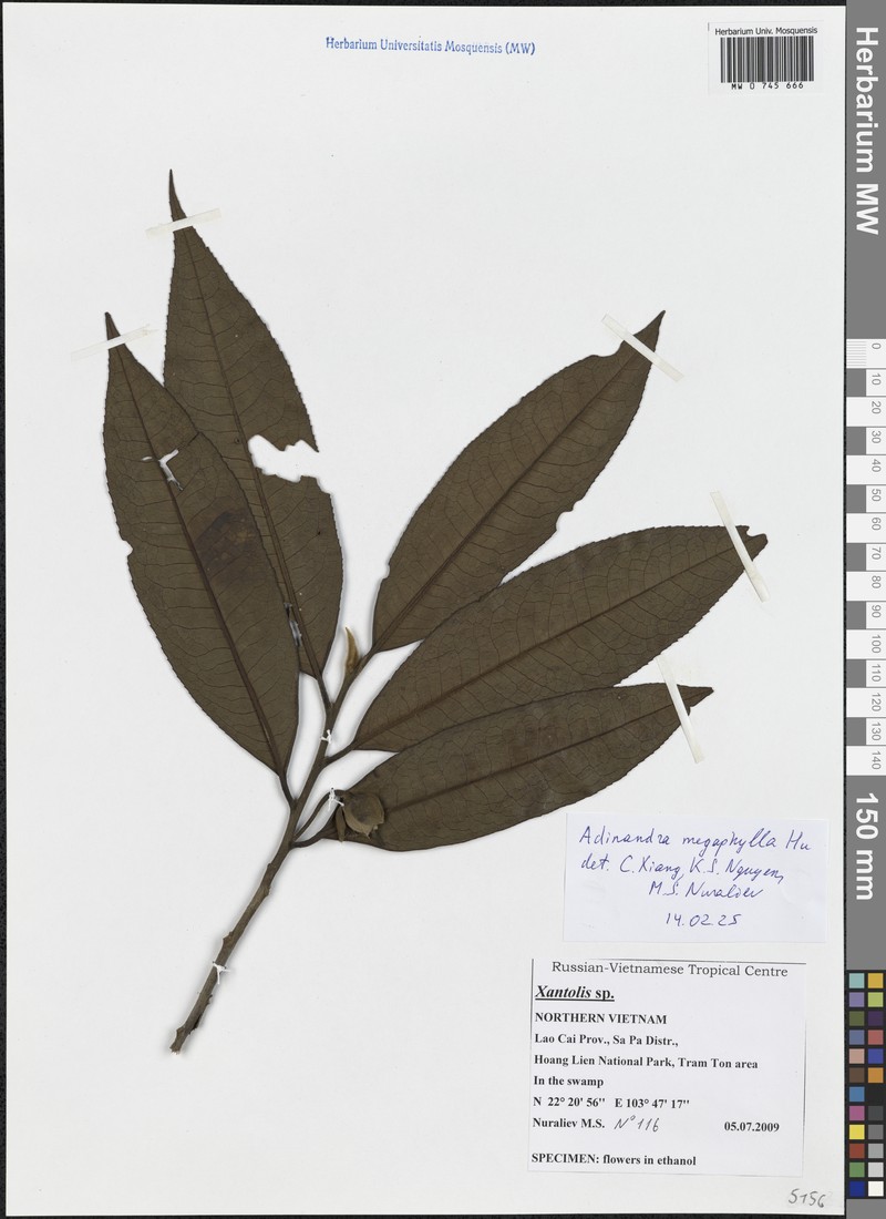 Adinandra megaphylla