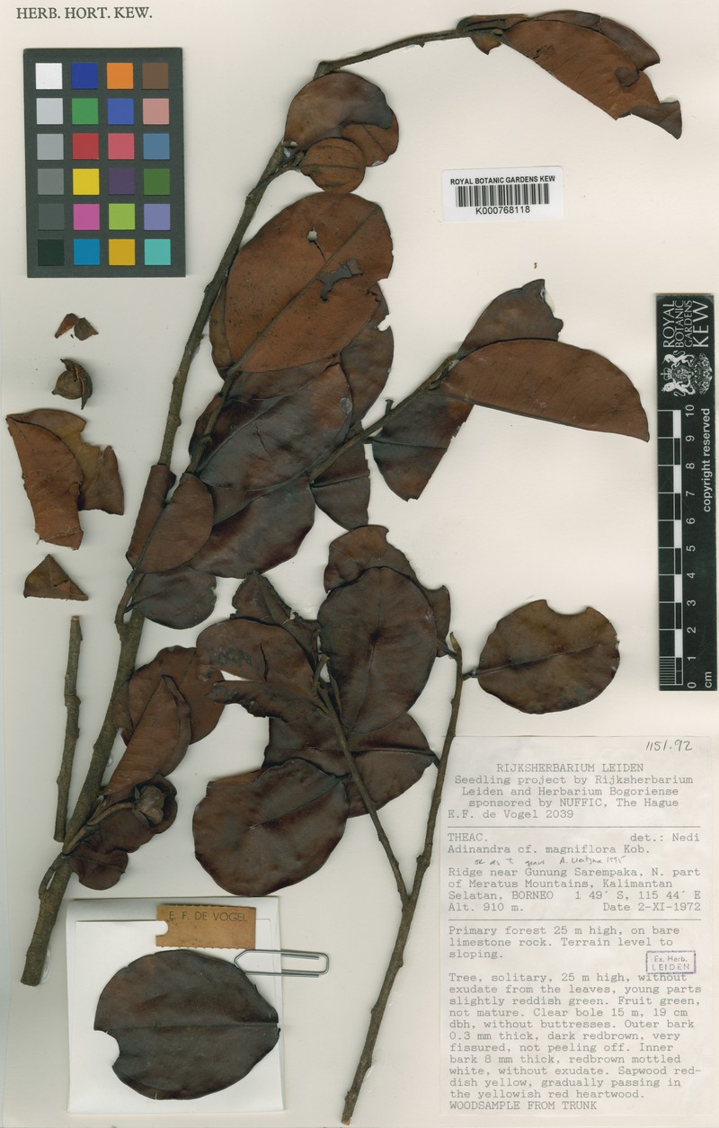 Adinandra meratusensis