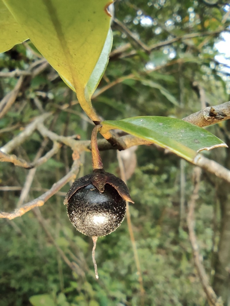 Adinandra millettii
