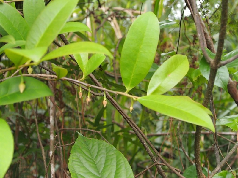 Adinandra millettii photo 2