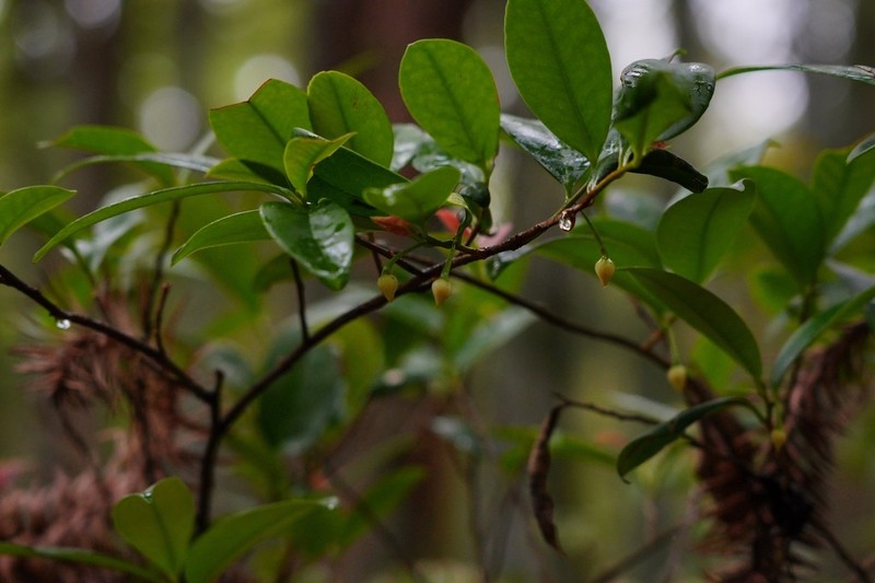 Adinandra millettii photo 3