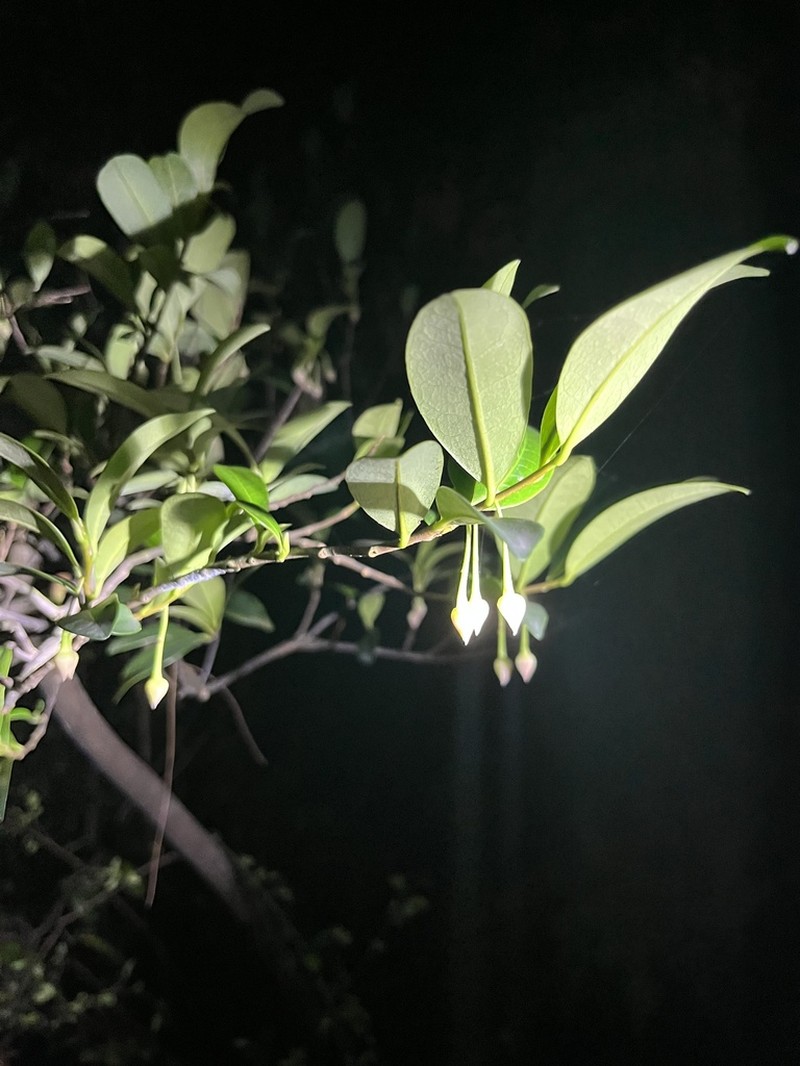 Adinandra millettii photo 4