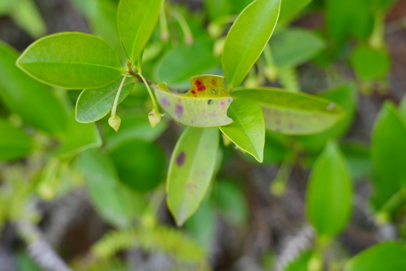 Adinandra millettii photo 5