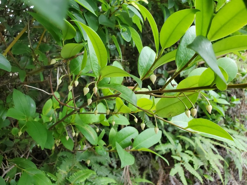 Adinandra millettii photo 6