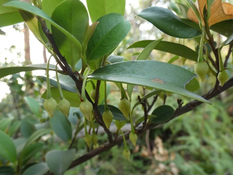 Adinandra millettii photo 7