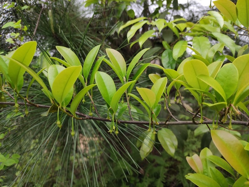 Adinandra millettii photo 8