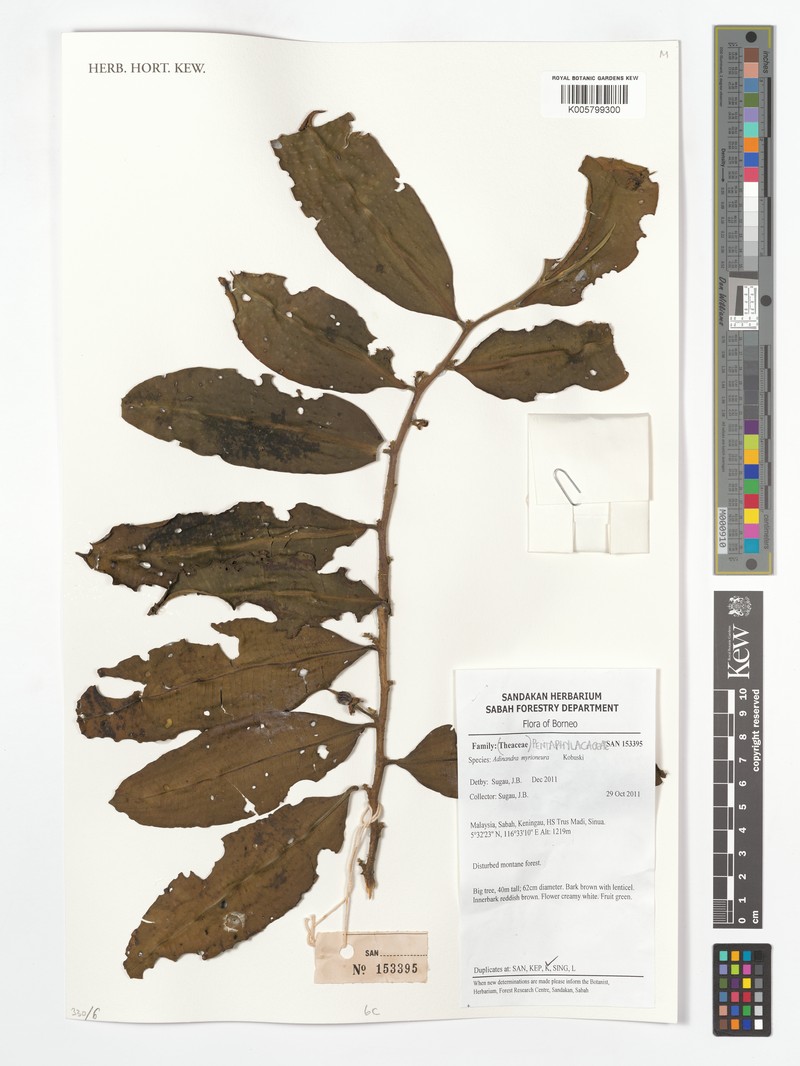 Adinandra myrioneura