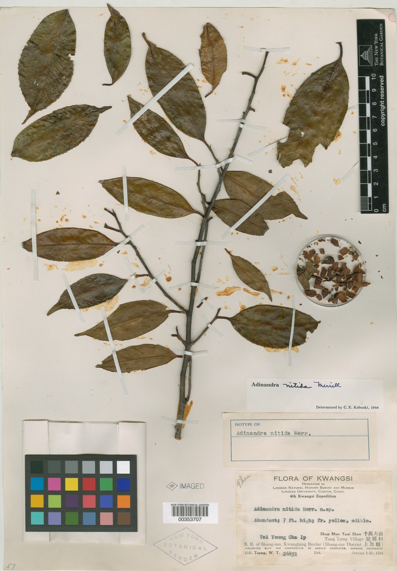 Adinandra nitida