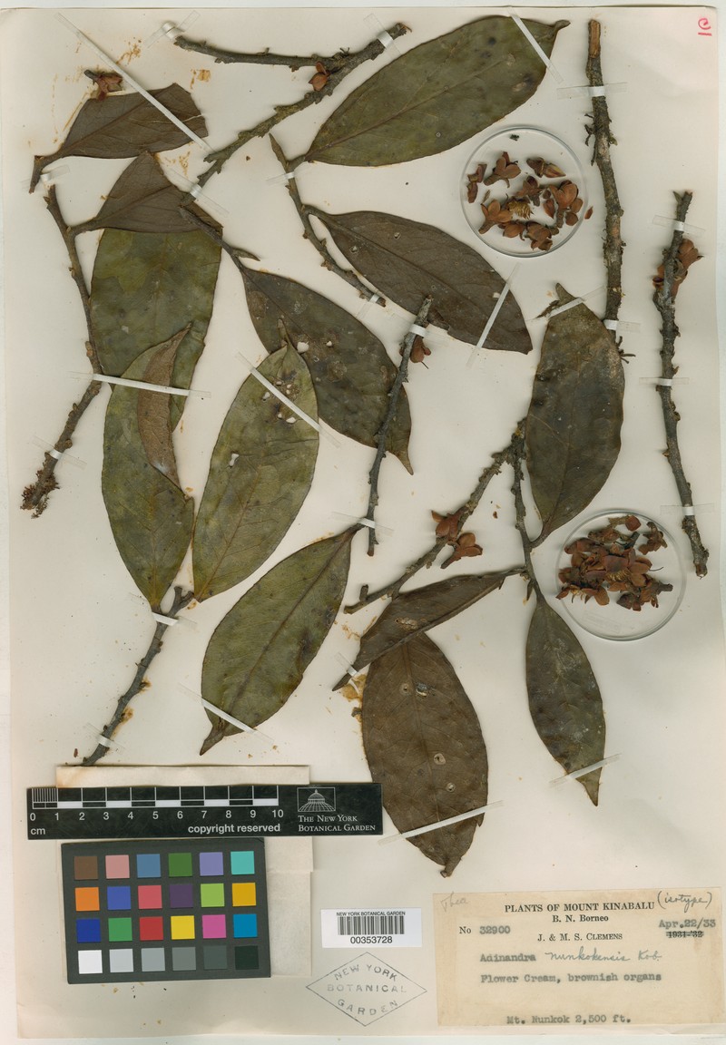 Adinandra nunkokensis