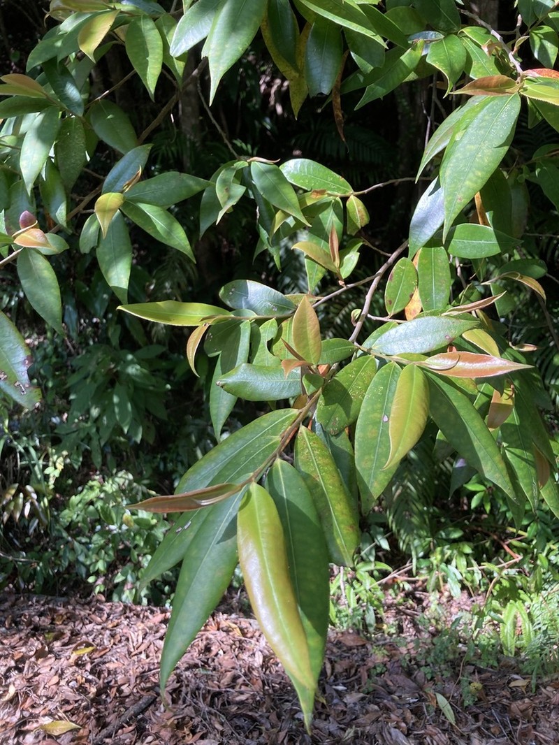 Adinandra ryukyuensis