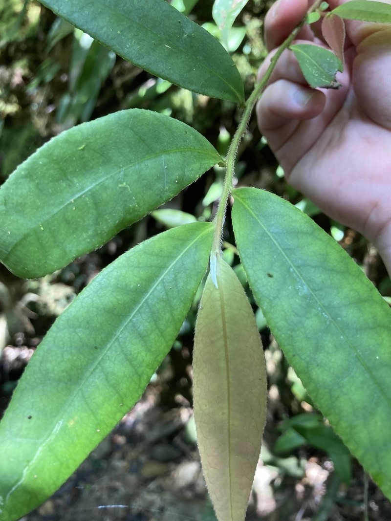 Adinandra ryukyuensis photo 2
