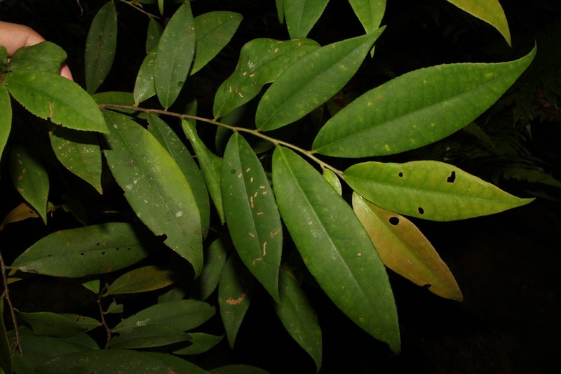 Adinandra ryukyuensis photo 3