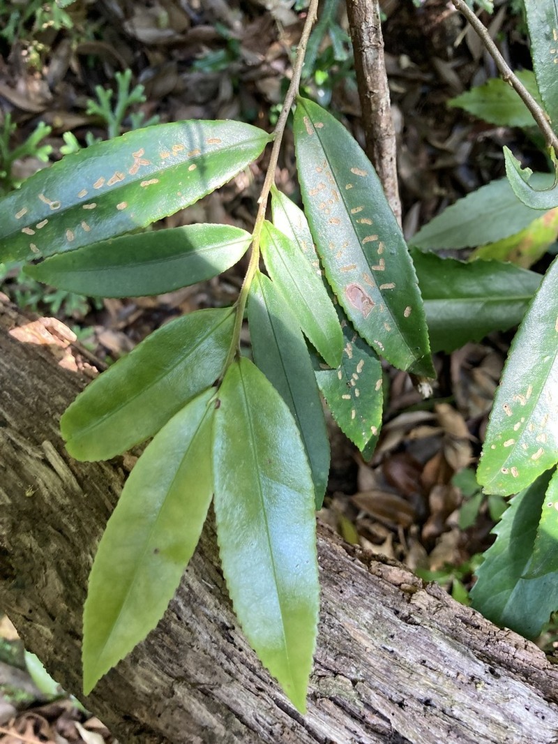 Adinandra ryukyuensis photo 4