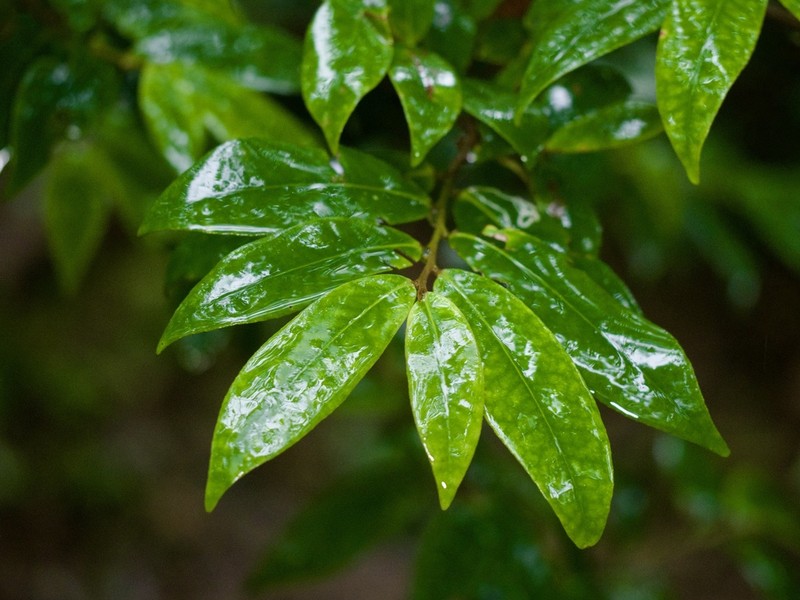 Adinandra ryukyuensis photo 5