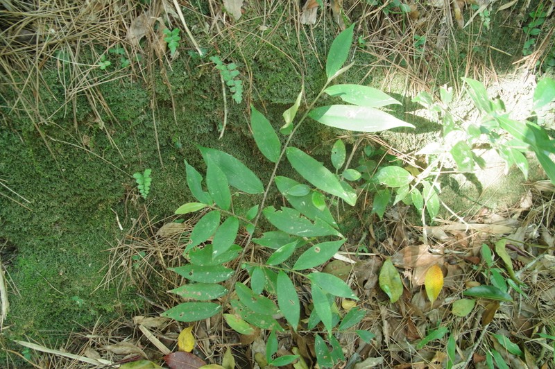 Adinandra ryukyuensis photo 6