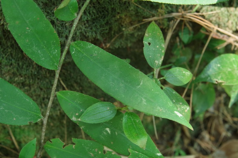 Adinandra ryukyuensis photo 8