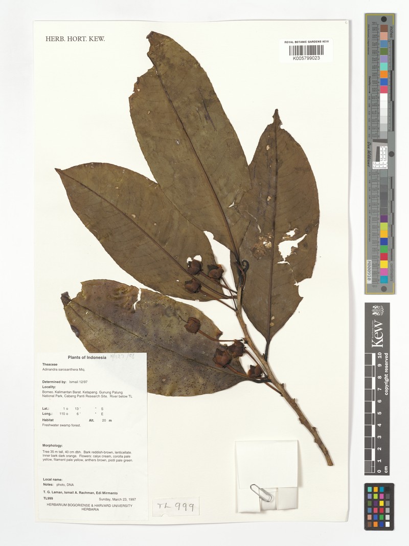 Adinandra sarosanthera