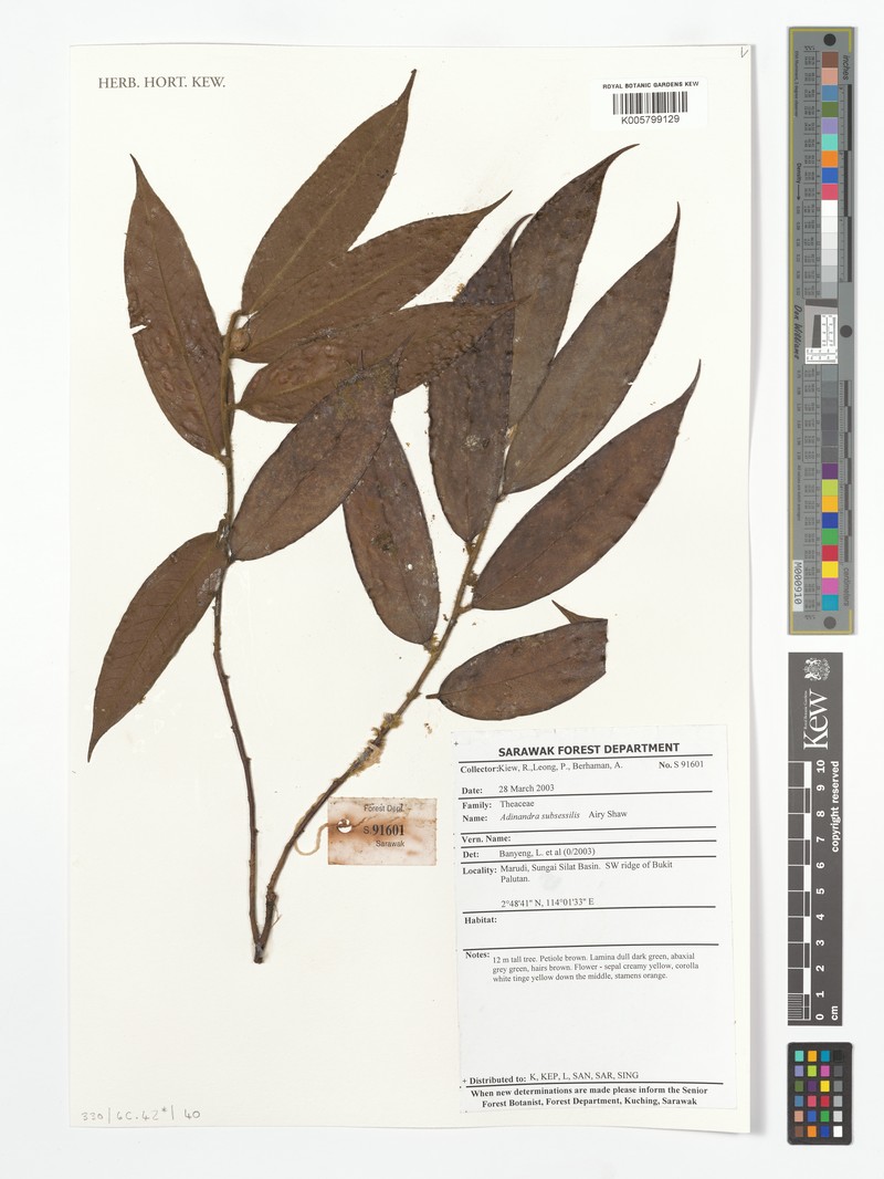 Adinandra subsessilis