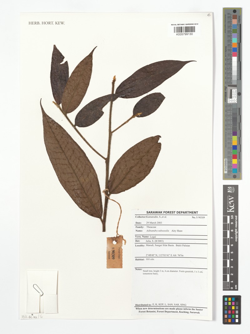 Adinandra subsessilis photo 2