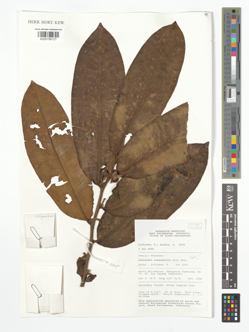 Adinandra subsessilis photo 3