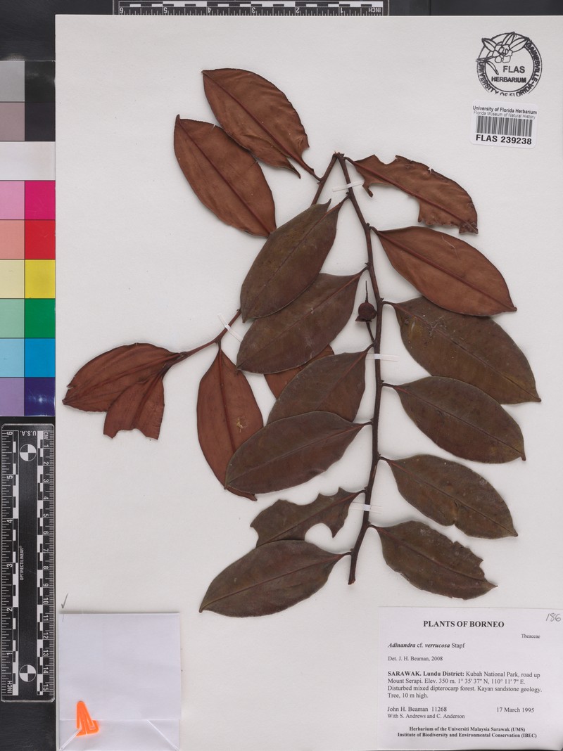 Adinandra verrucosa
