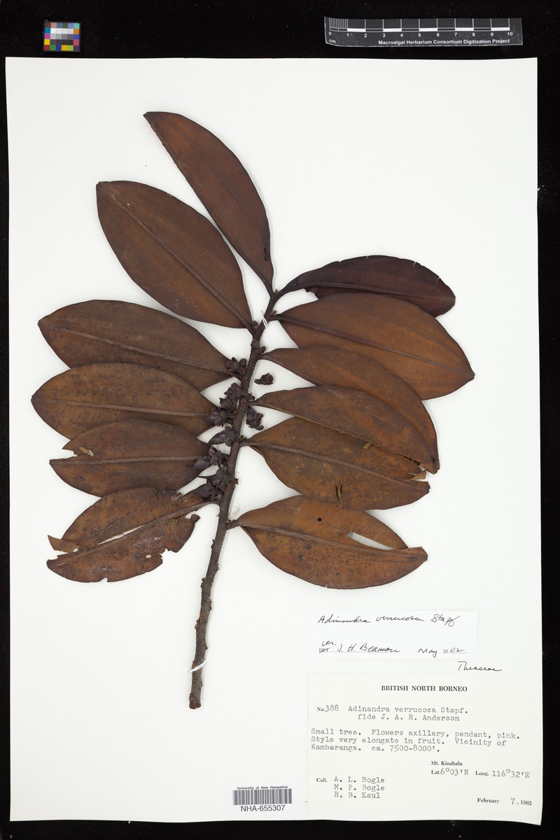 Adinandra verrucosa photo 2