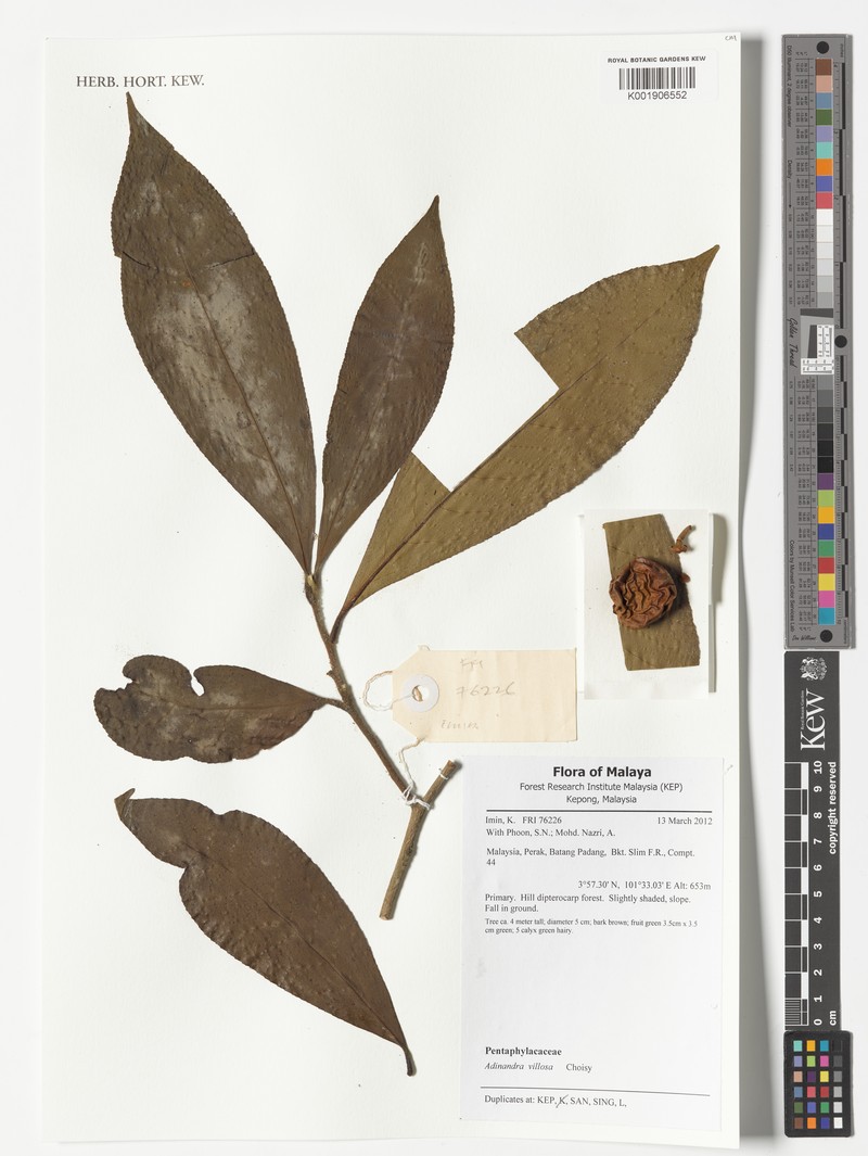 Adinandra villosa