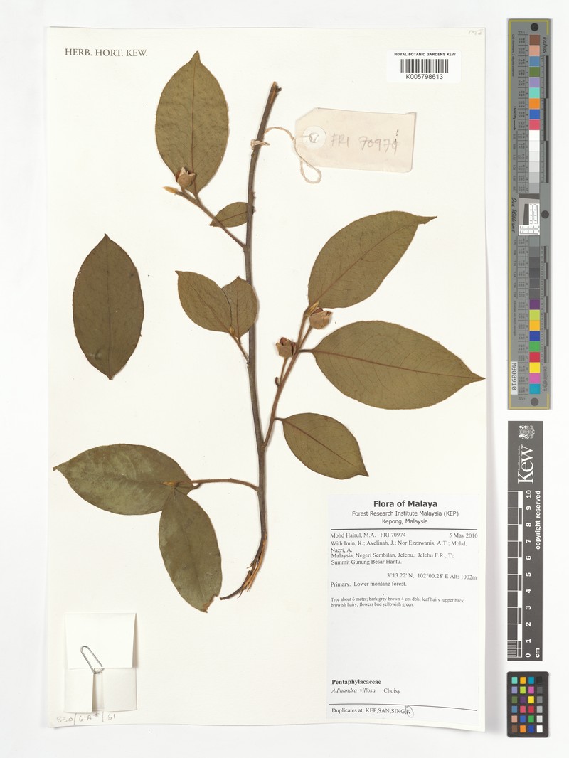 Adinandra villosa photo 2