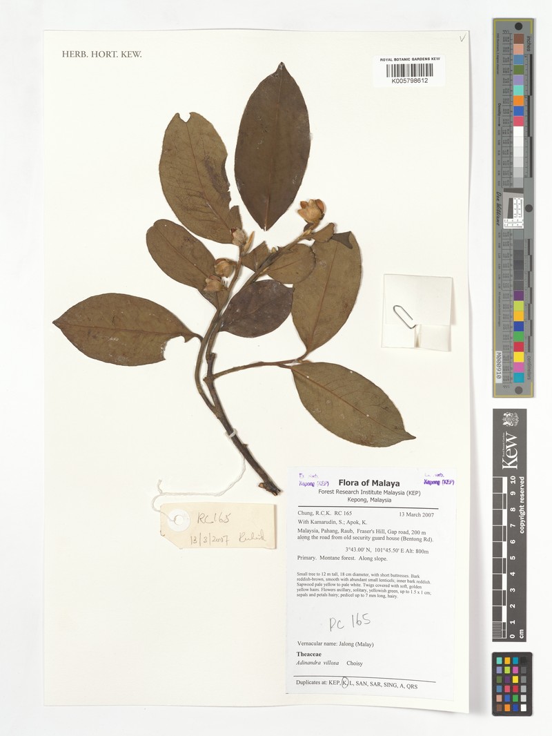 Adinandra villosa photo 3