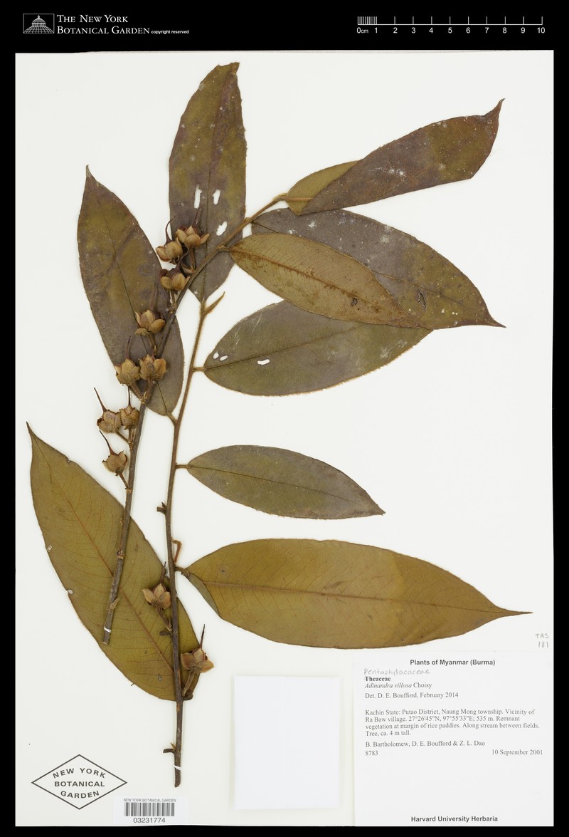 Adinandra villosa photo 4