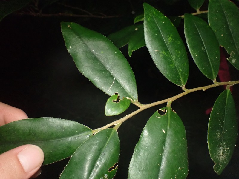 Adinandra yaeyamensis photo 2