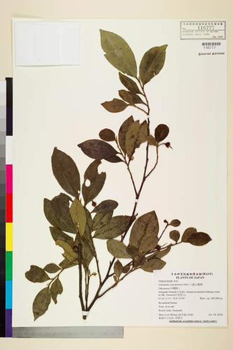 Adinandra yaeyamensis photo 4