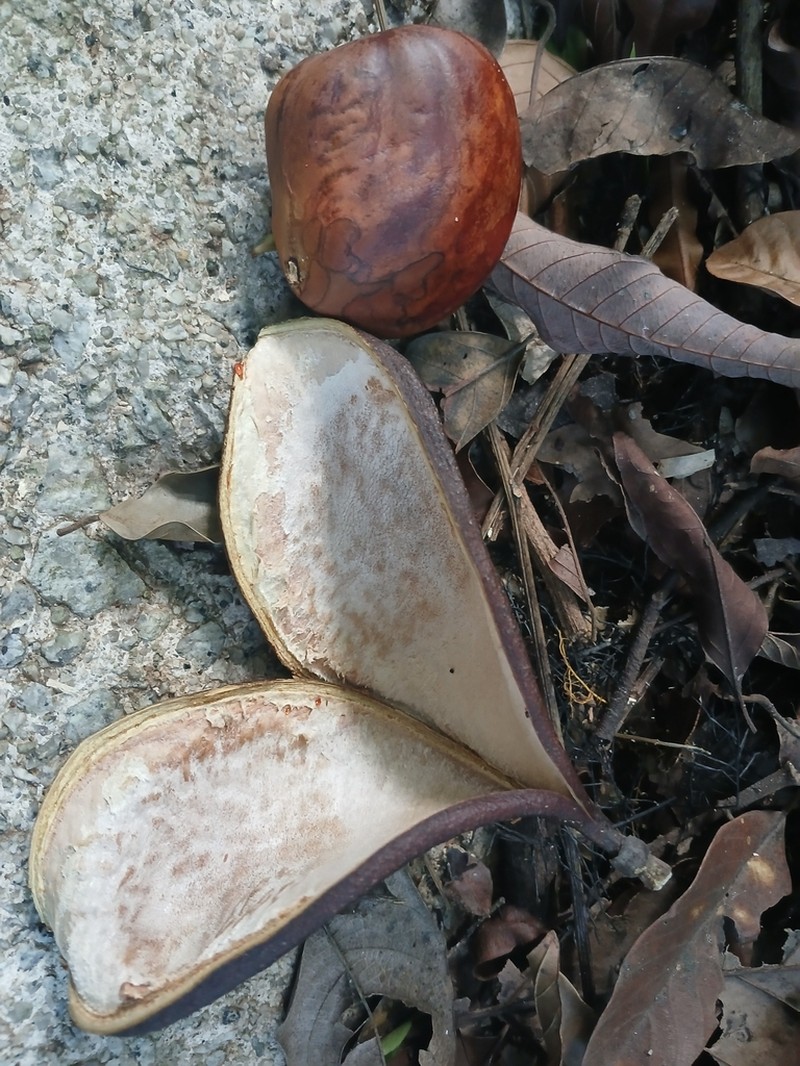 Adinobotrys atropurpureus photo 2