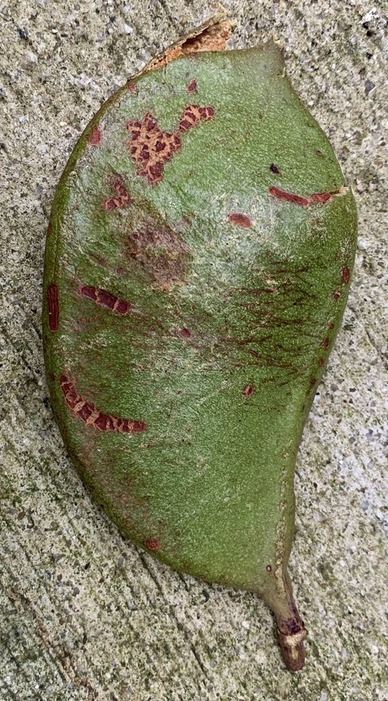 Adinobotrys atropurpureus photo 3