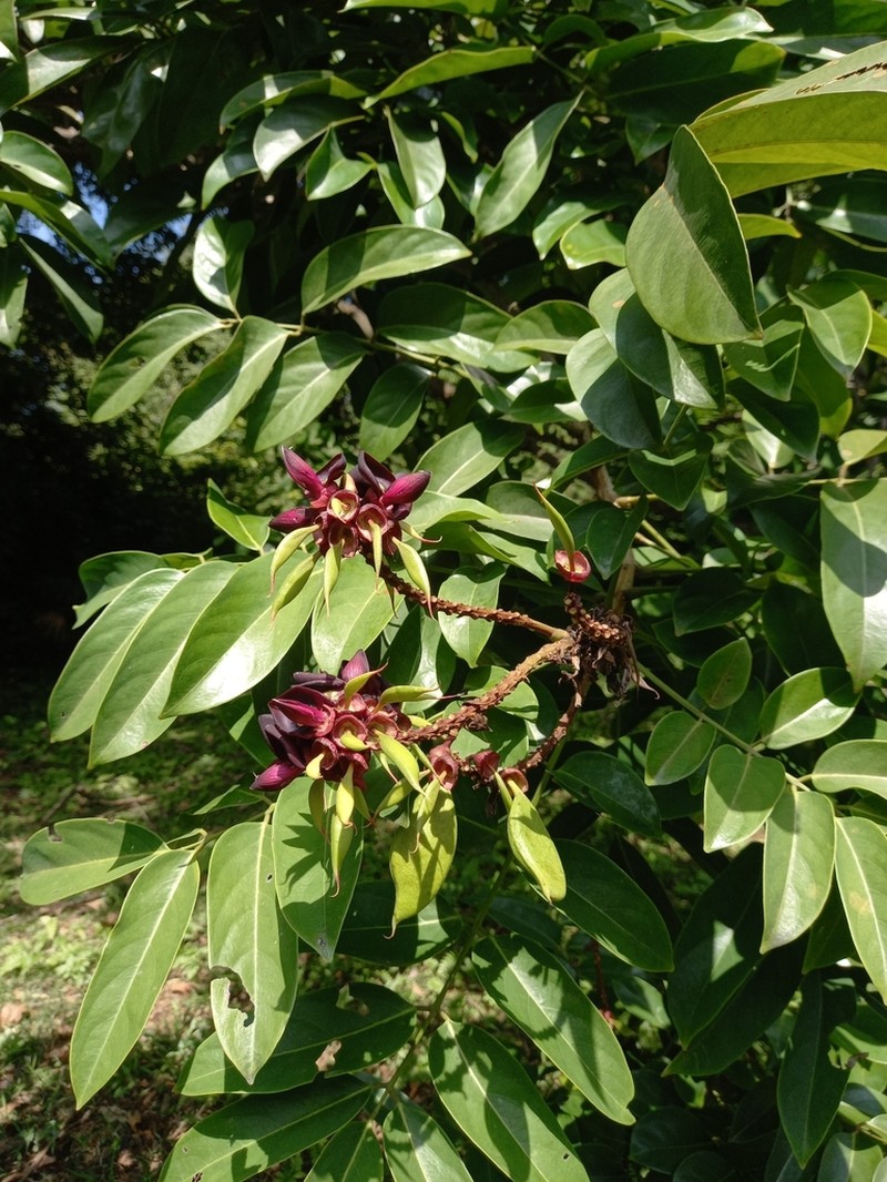 Adinobotrys atropurpureus photo 4