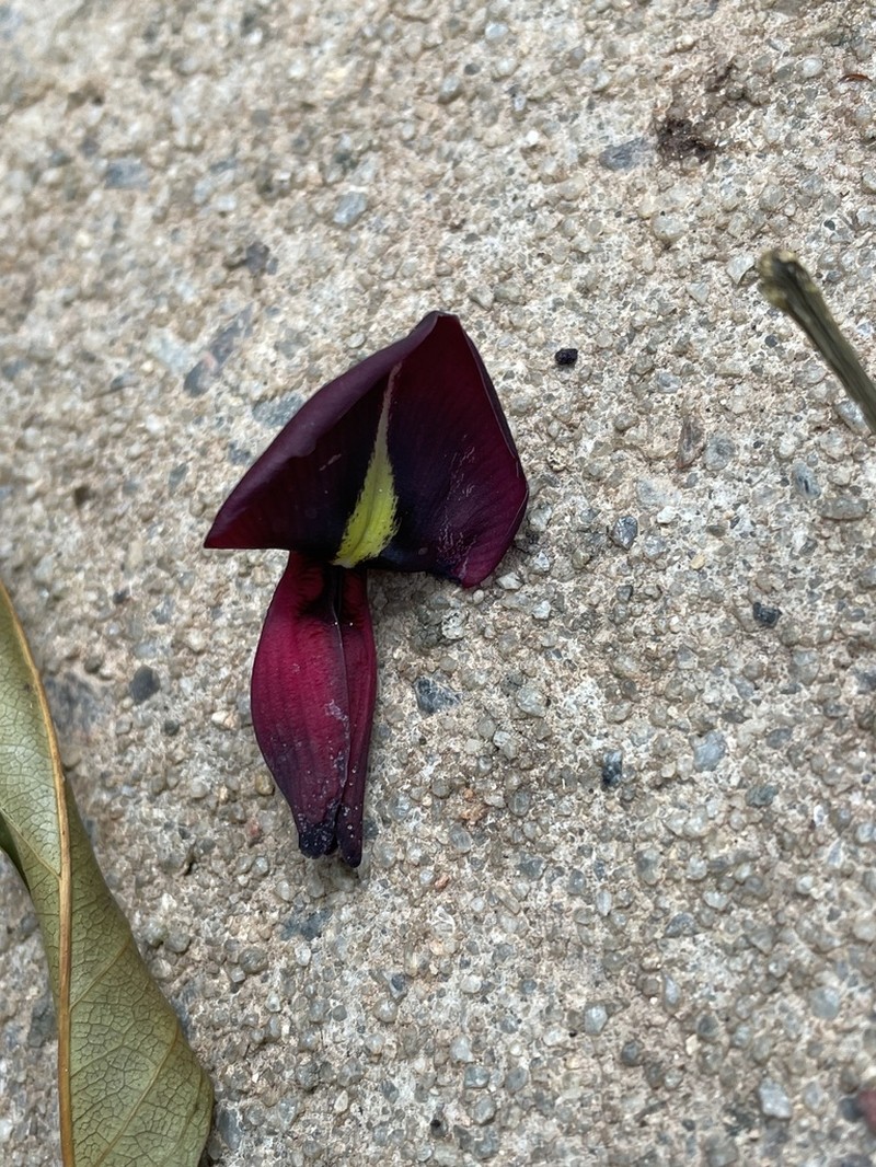 Adinobotrys atropurpureus photo 6