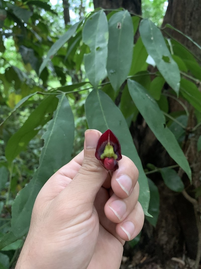 Adinobotrys atropurpureus photo 8