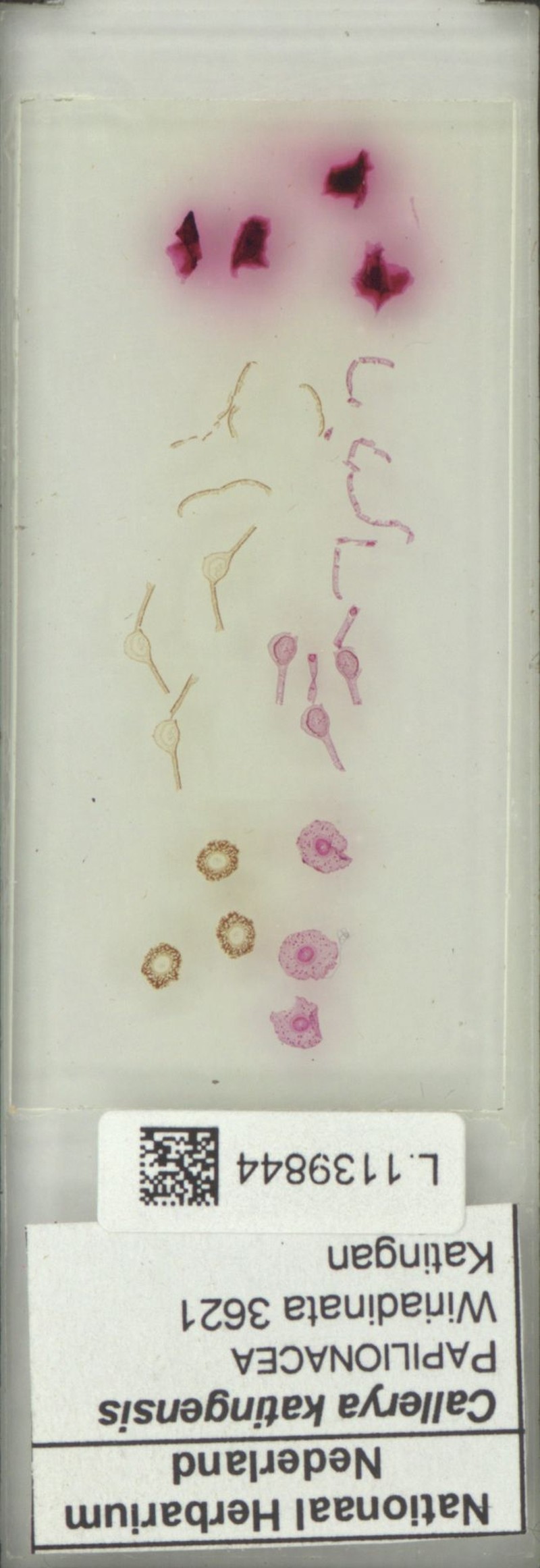 Adinobotrys katinganensis