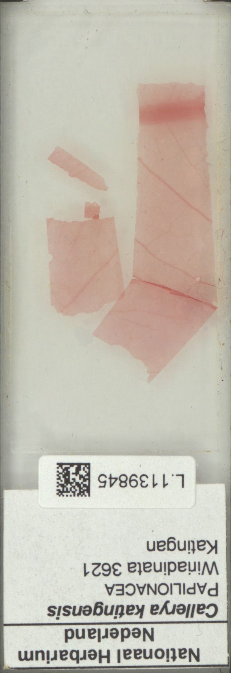 Adinobotrys katinganensis photo 2