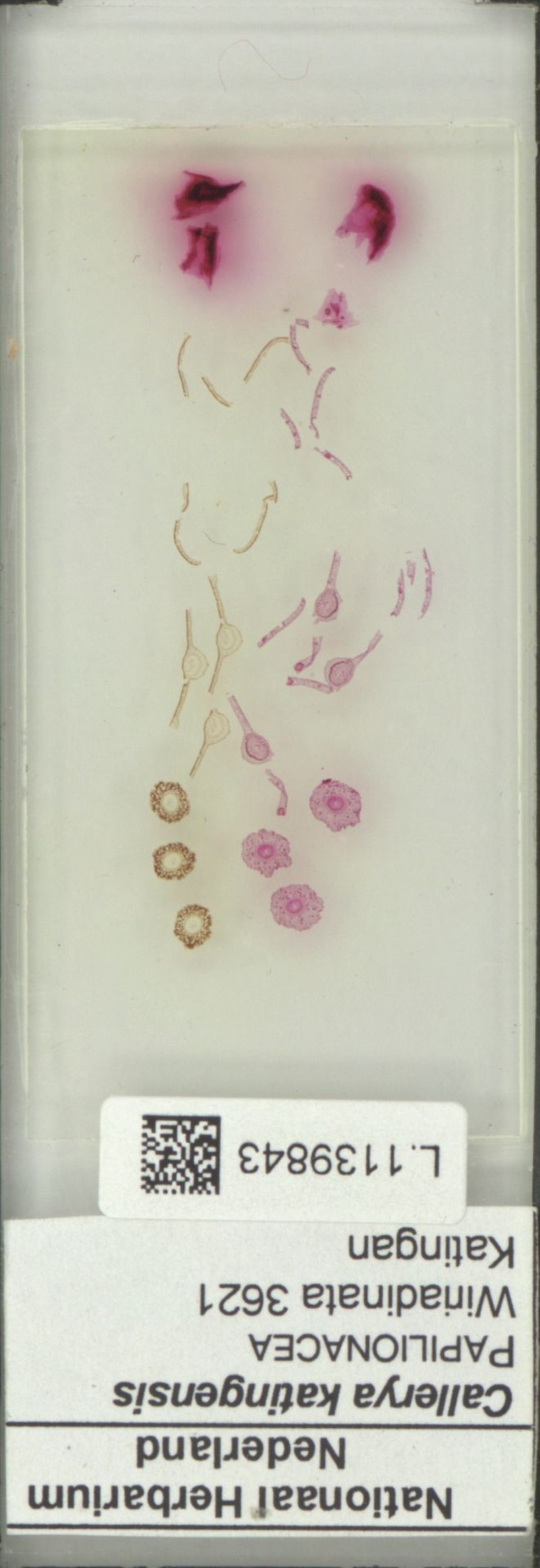 Adinobotrys katinganensis photo 3