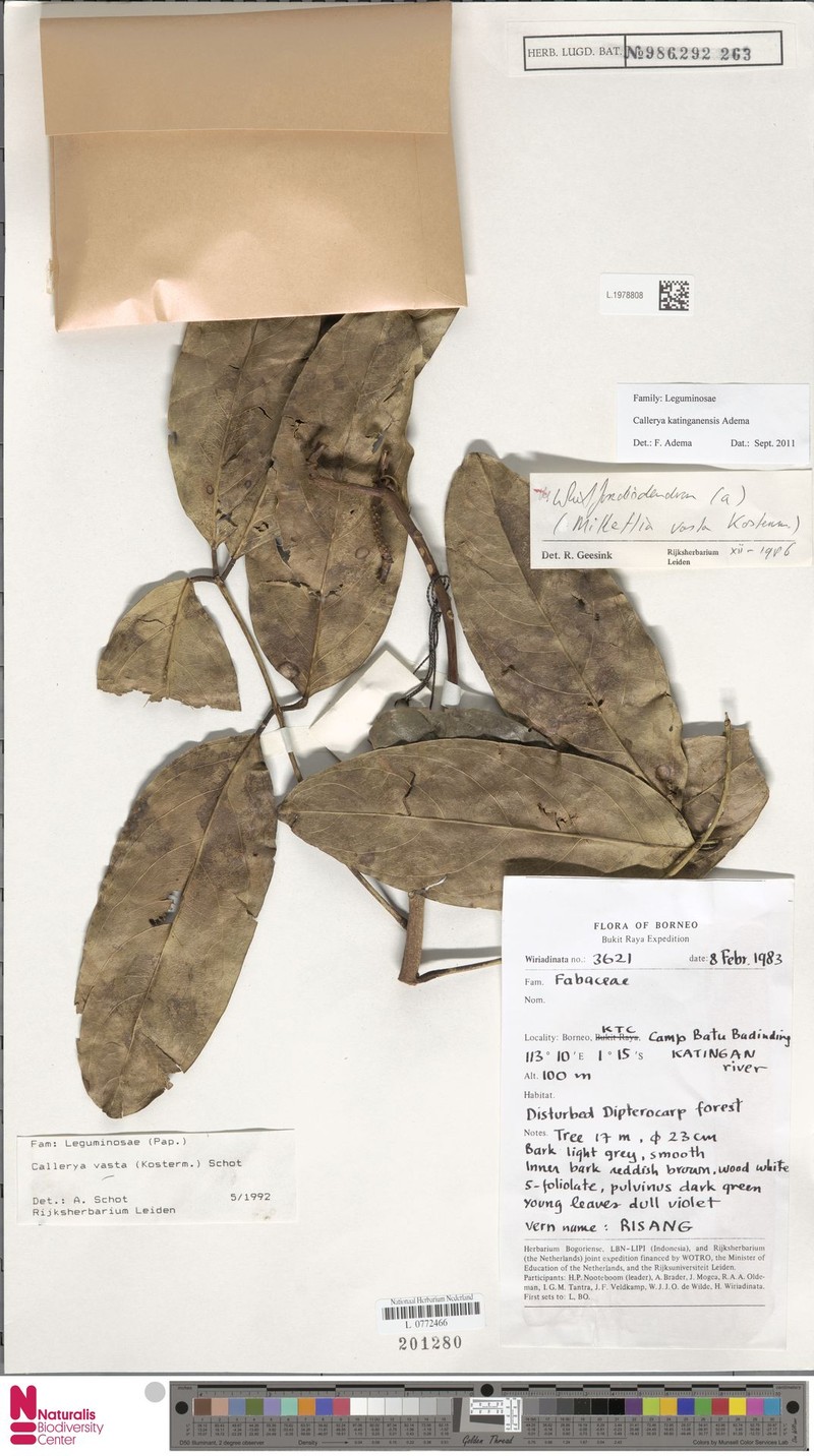 Adinobotrys katinganensis photo 4