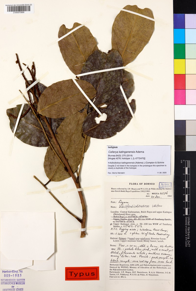 Adinobotrys katinganensis