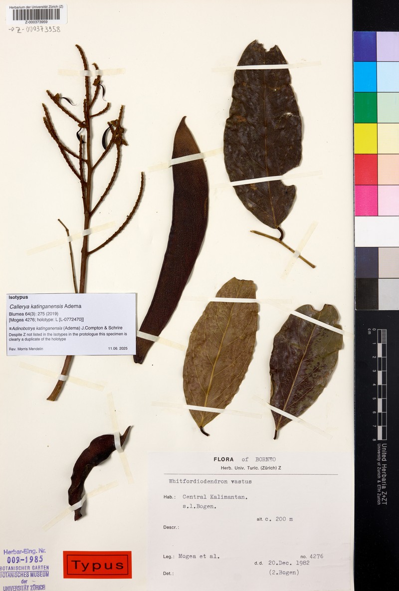 Adinobotrys katinganensis photo 2