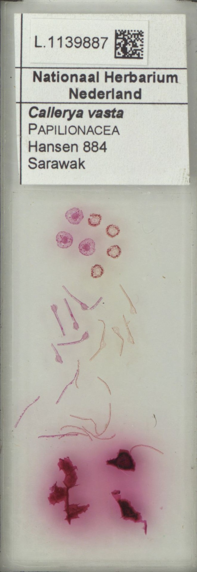 Adinobotrys sarawakensis