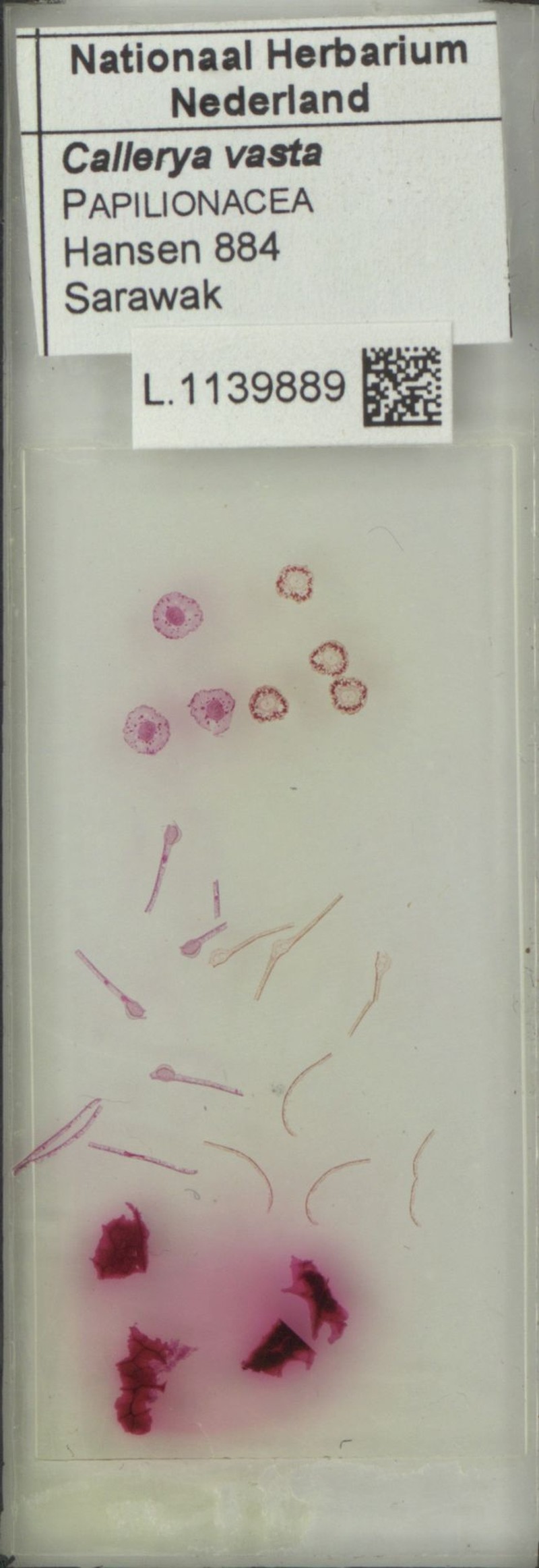Adinobotrys sarawakensis photo 2
