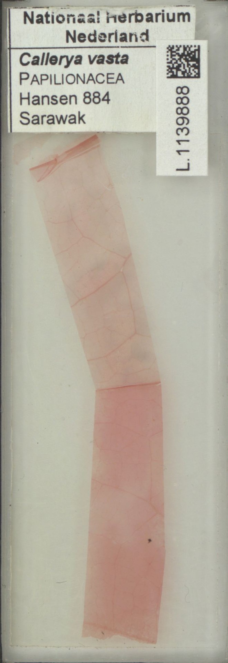 Adinobotrys sarawakensis photo 3