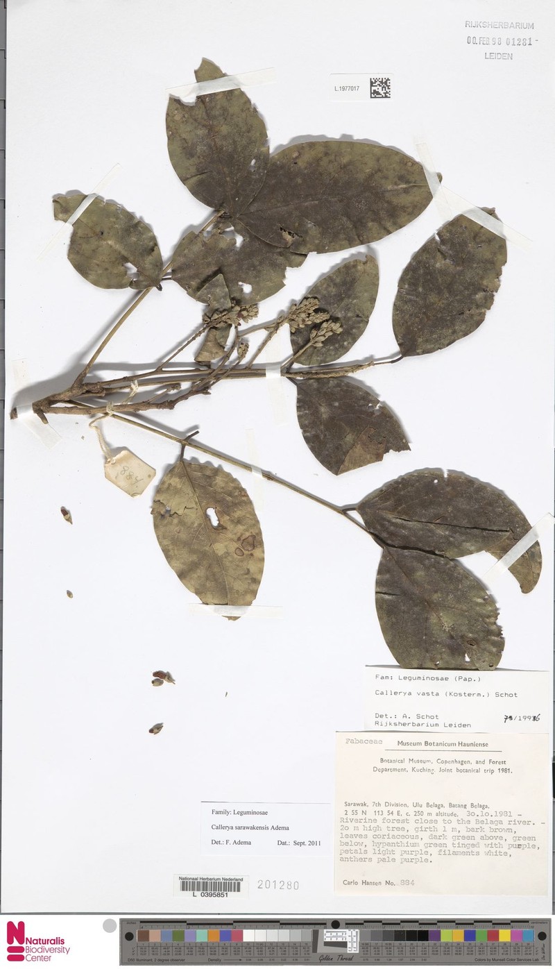 Adinobotrys sarawakensis photo 4