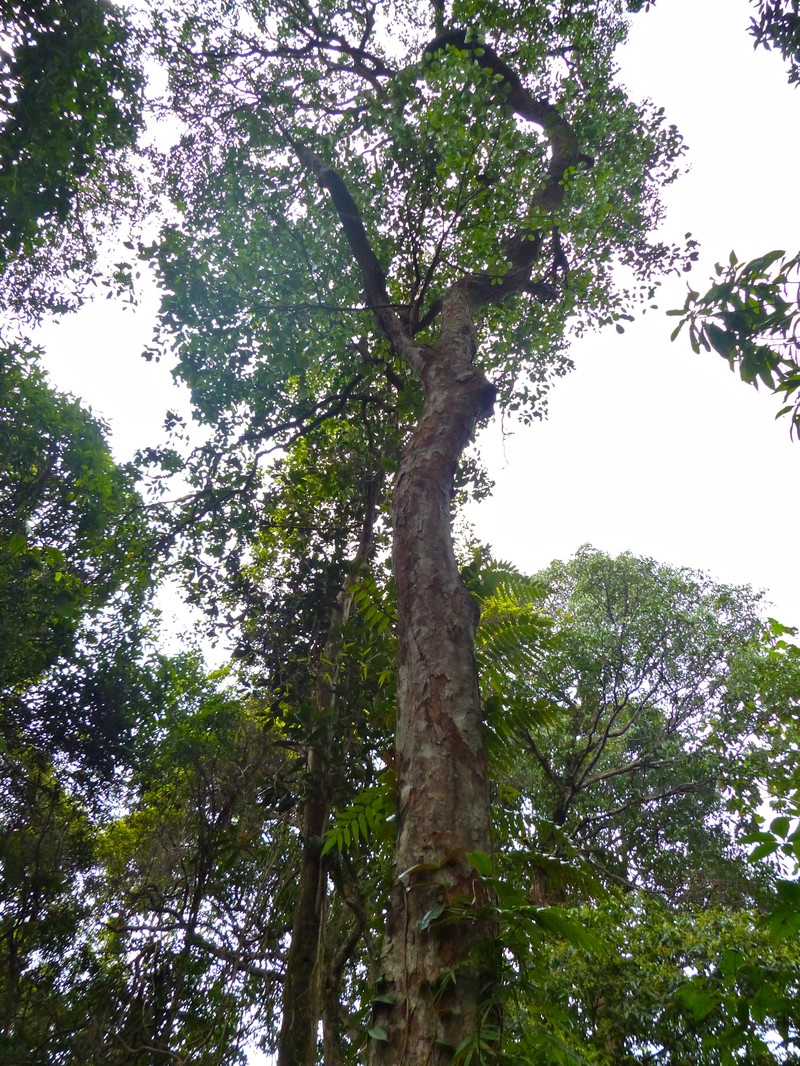 Adinobotrys vastus
