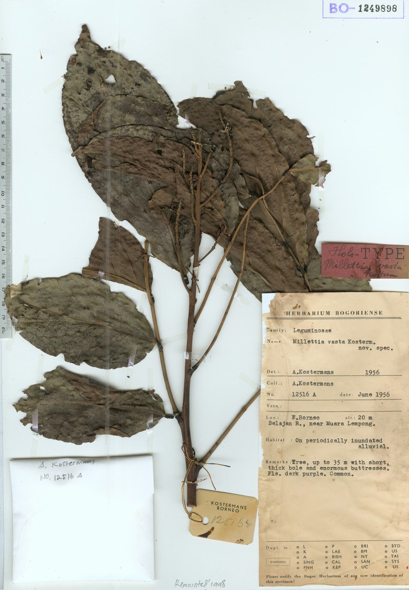Adinobotrys vastus
