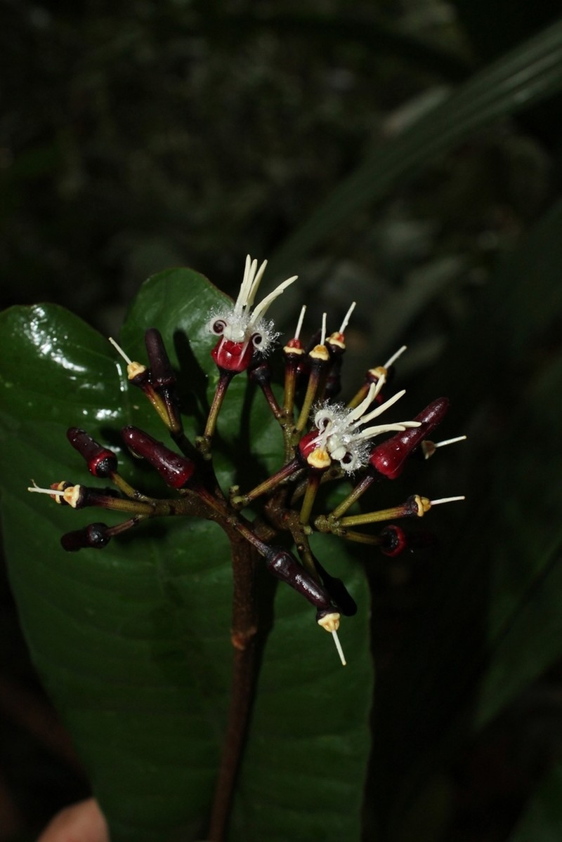 Adiscanthus fusciflorus